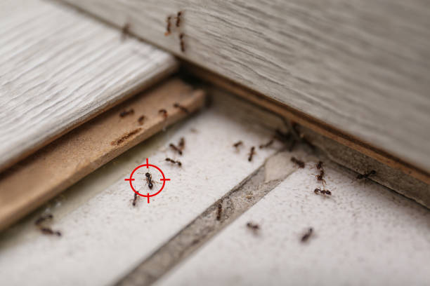 Best Pest Removal Services  in Opa Locka, FL